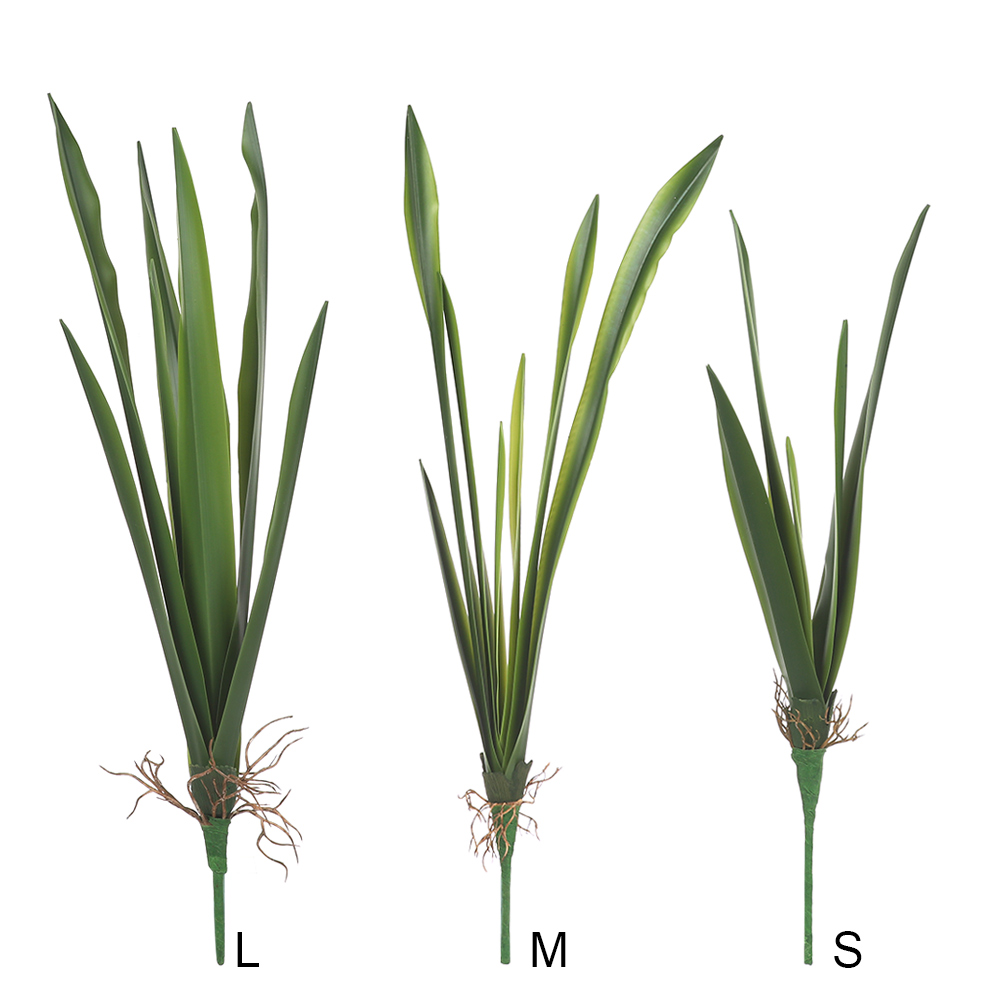 New Party Supplies High Grade  - Dracaena Marginata review and price