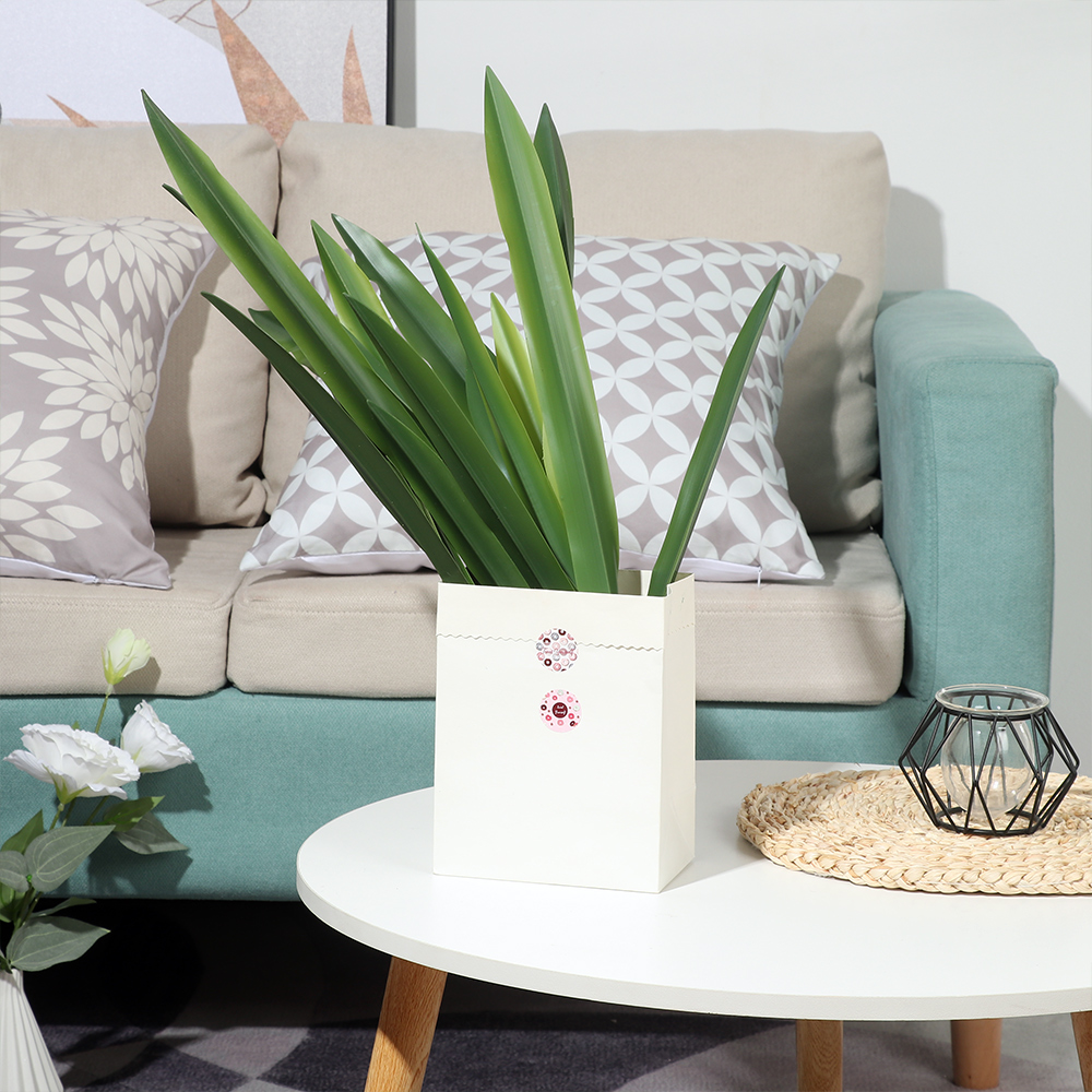 New Party Supplies High Grade  - Dracaena Marginata review and price