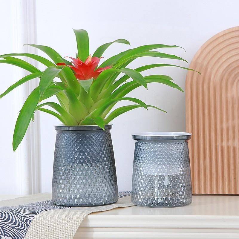 2024 Transparent Self Watering - Aloe Vera Pot review and price