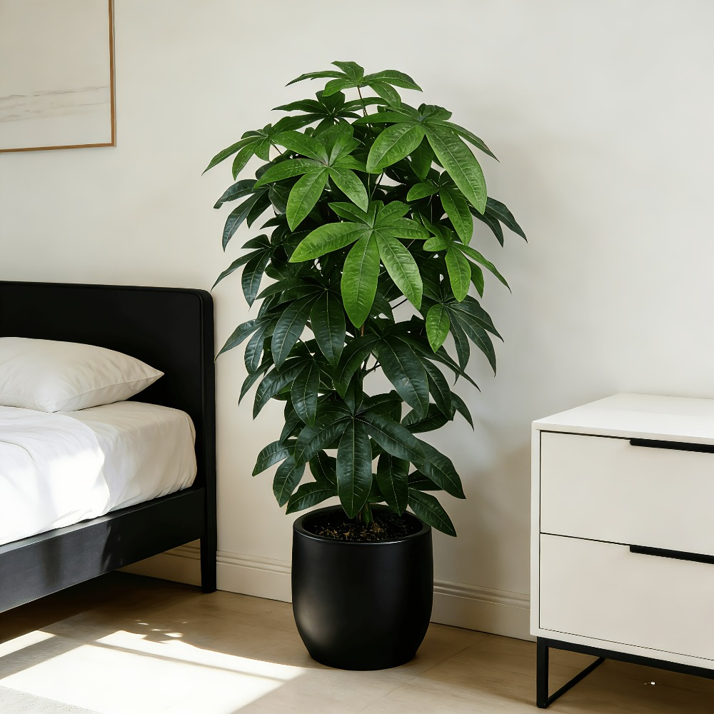 An Artificial Money Tree Pachi - Dracaena Marginata review and price